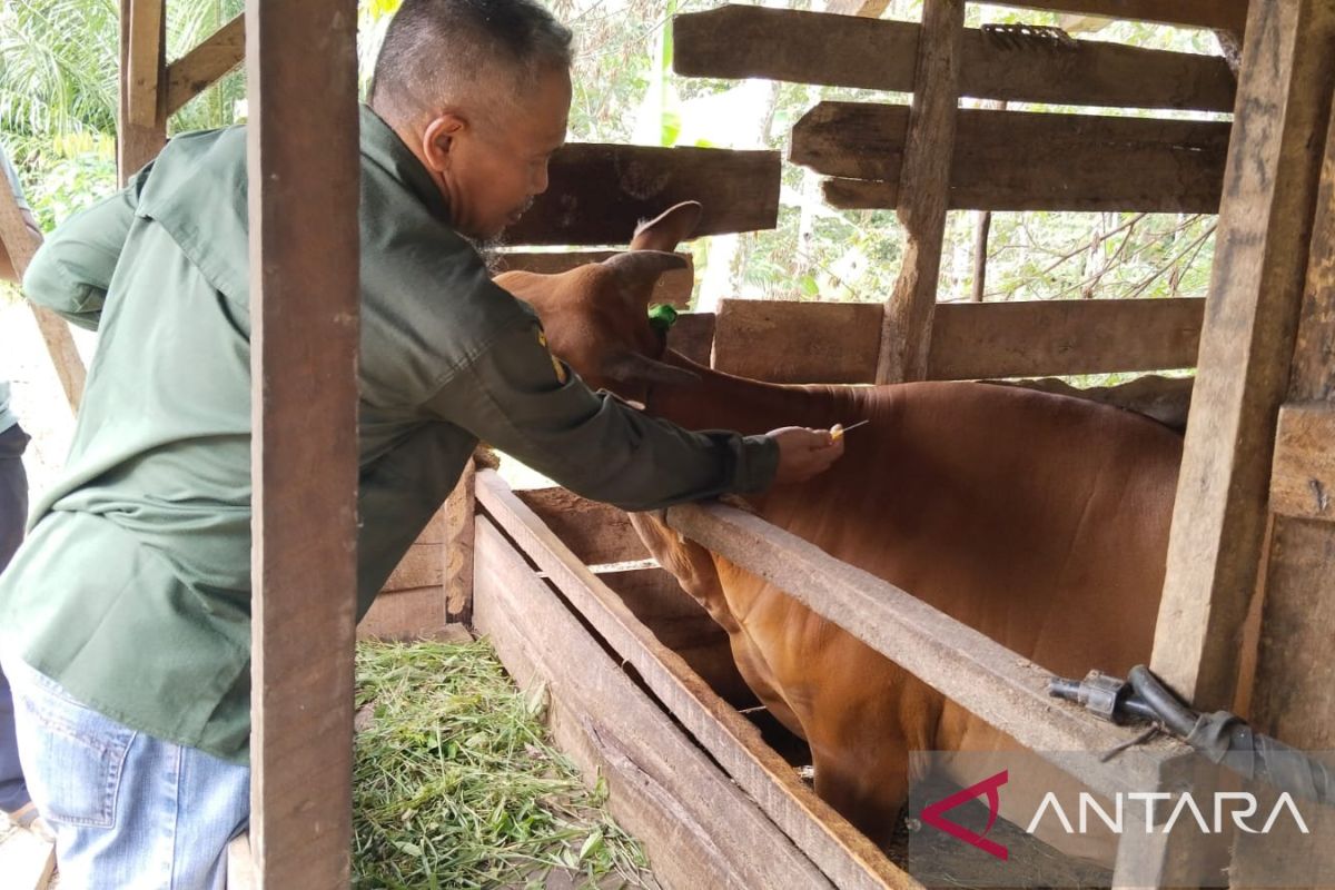 Dinas Pertanian OKU cegah penyebaran penyakit mulut dan kuku hewan ternak, siapkan 500 dosis vaksin