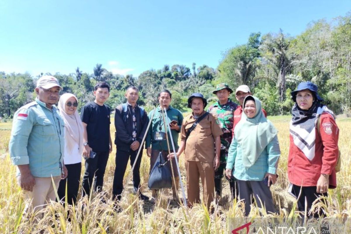 Petani di Sipirok panen padi varietas mikongga, dukung program swasembada beras