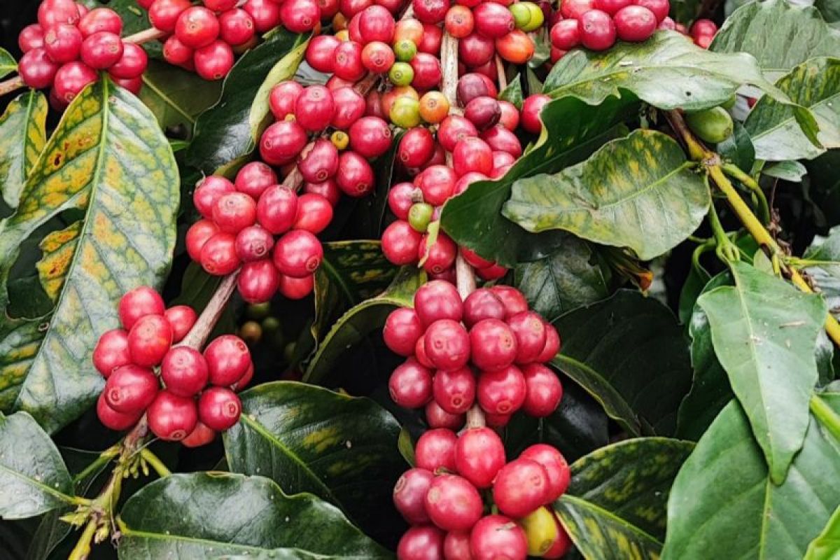 Hasil transformasi, PTPN target produksi kopi tertinggi mencapai 1.200 Ton