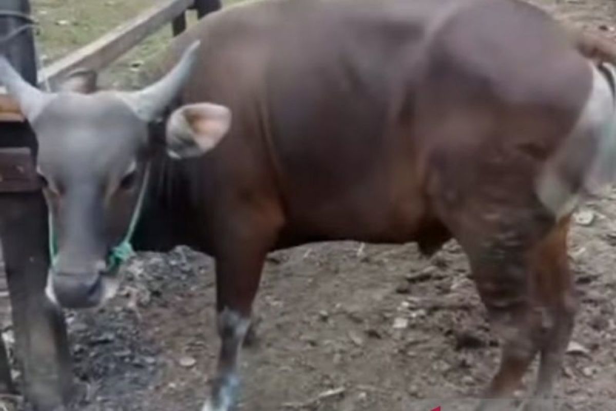 Pemkot Palembang periksa kesehatan hewan kurban