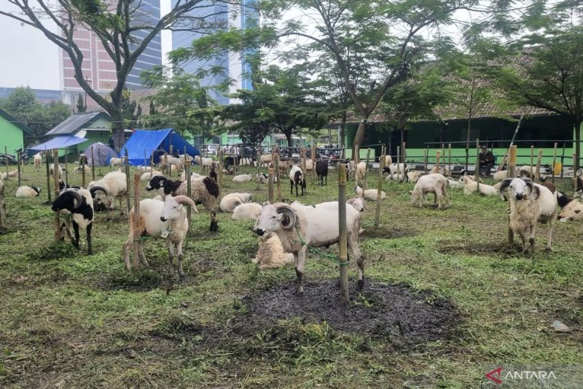Bagaimana mengetahui hewan kurban yang sehat