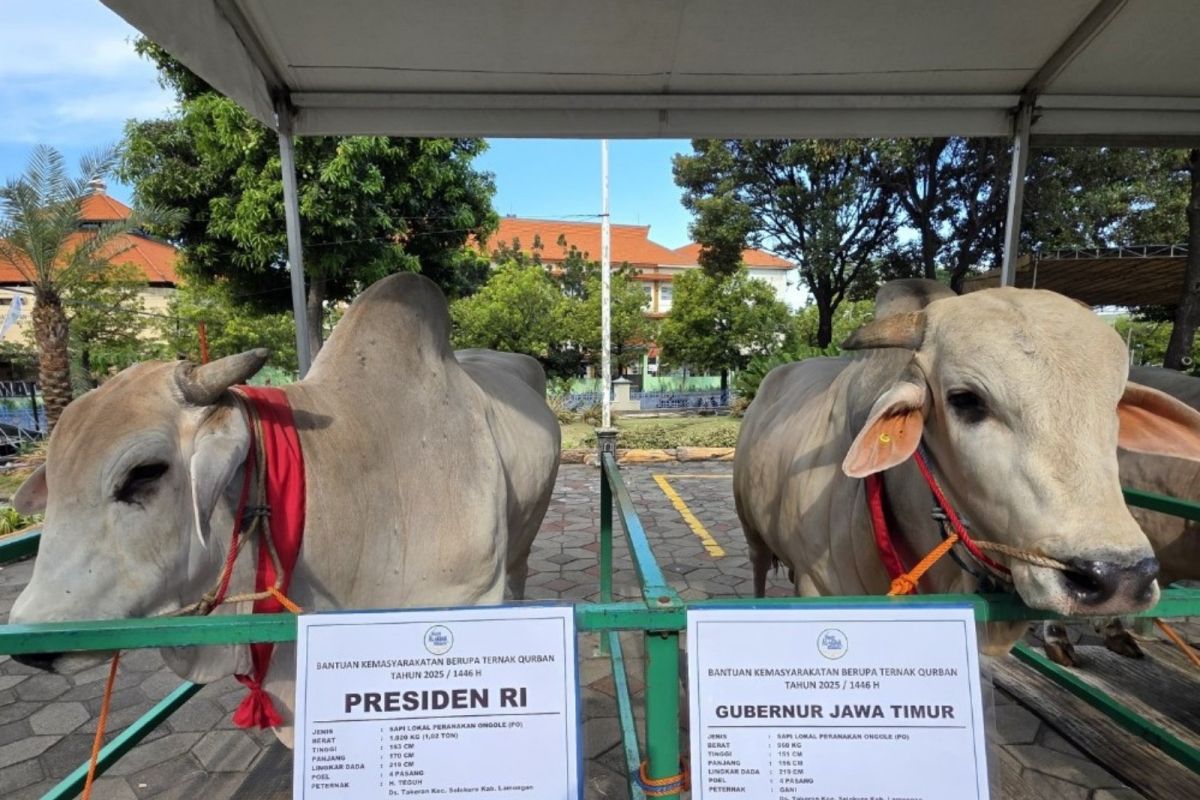 Presiden hingga Gubernur Jatim kurban sapi PO di Idul Adha 1446 H