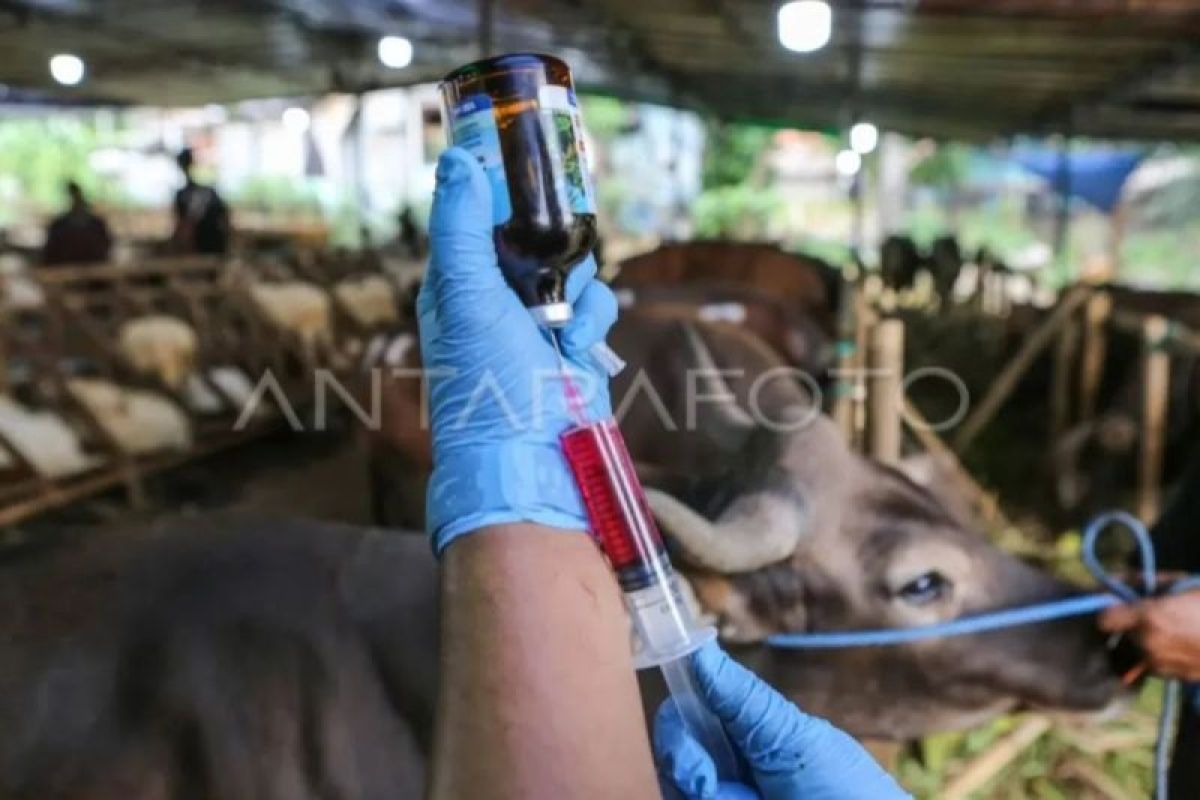 Jelang Hari Raya Idul Adha, KPKP Jaktim sudah periksa 15 ribu lebih hewan kurban