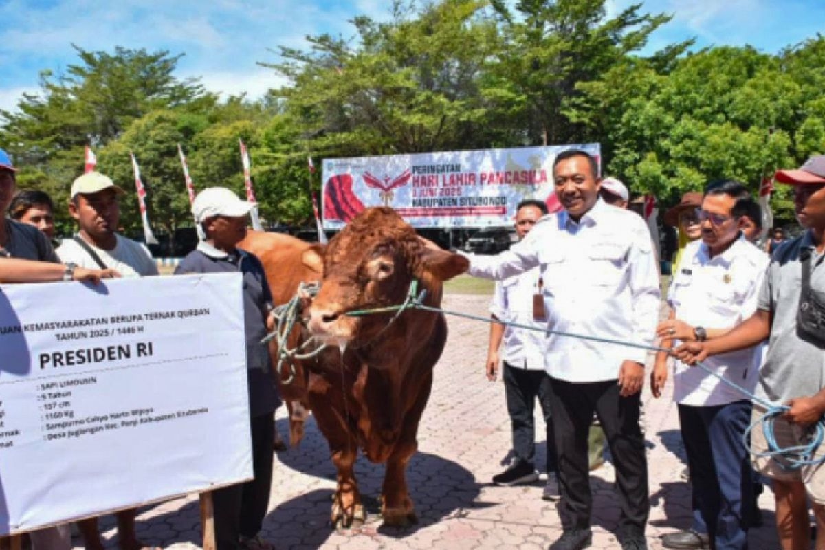 Situbondo terima bantuan sapi kurban 1.160 kg dari Presiden Prabowo