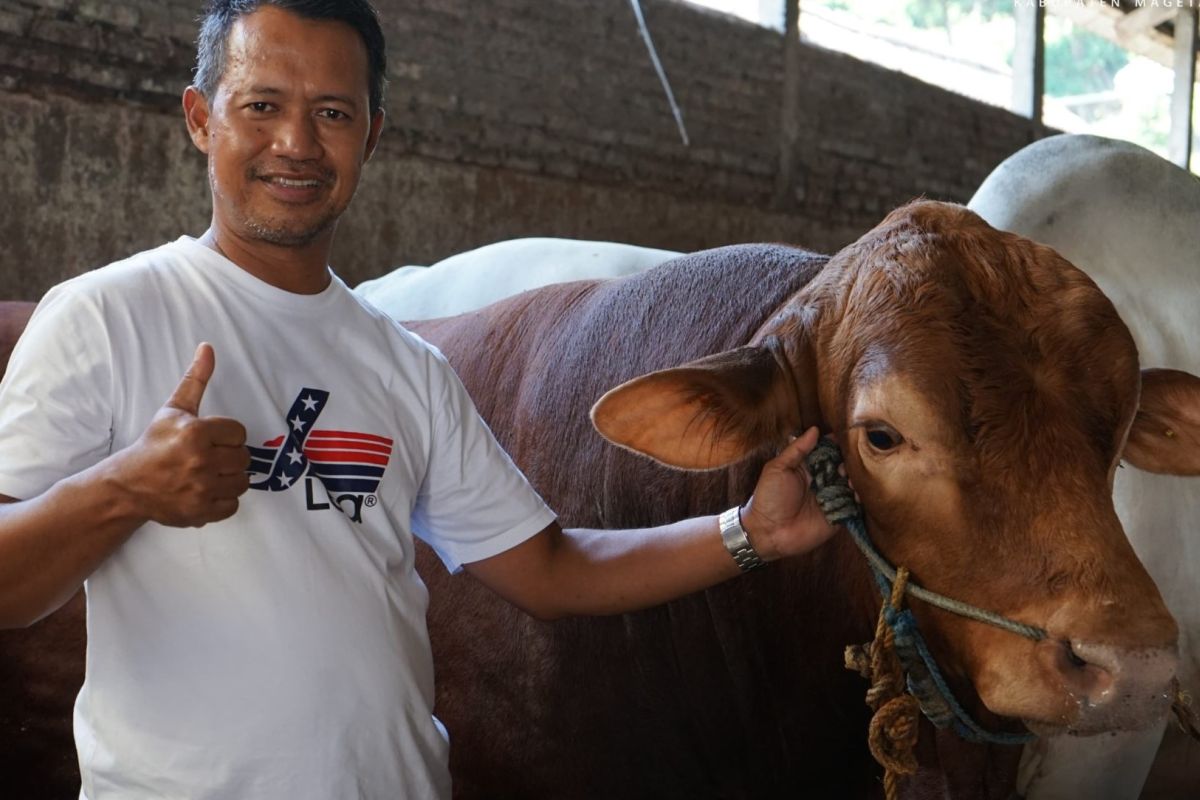 Sapi kurban Prabowo capai 1,3 ton
