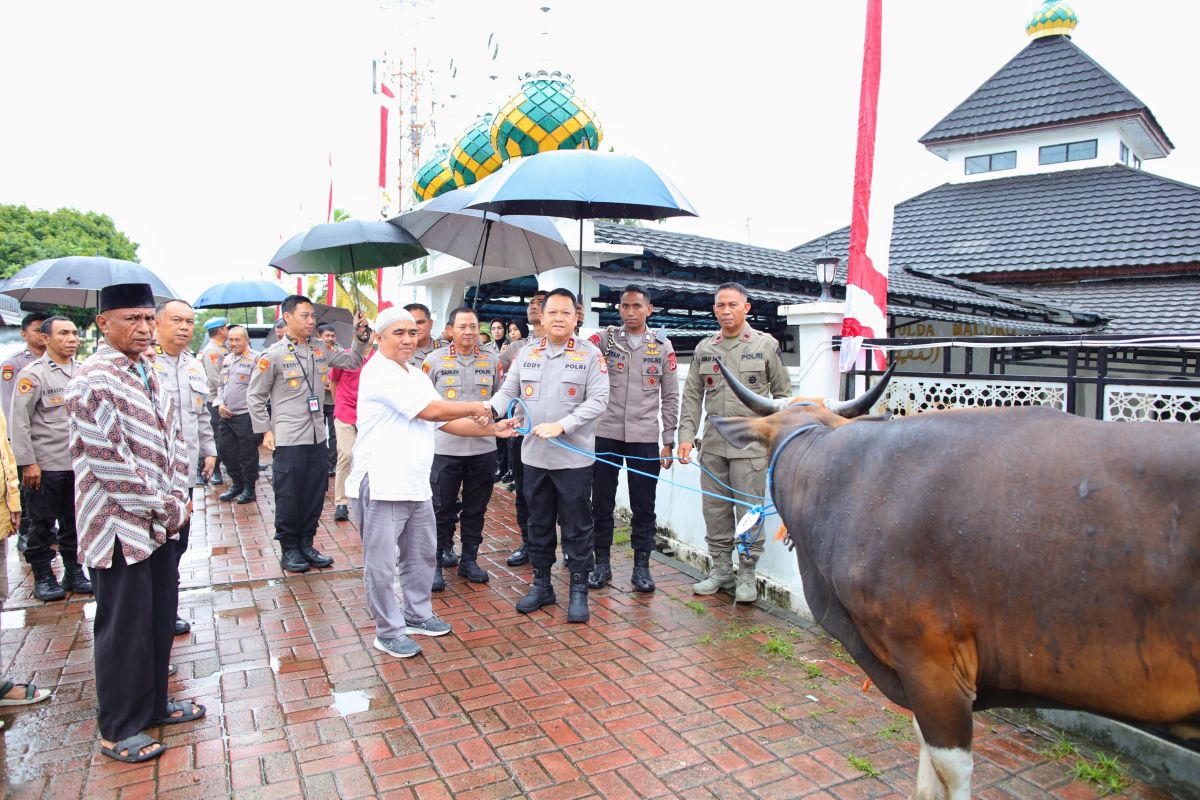 Polda Maluku salurkan bantuan hewan kurban empat sapi kepada  masyarakat