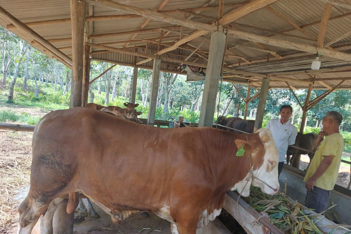 Bupati Bintan sumbang sapi kurban 650 kg untuk warga Pangkil