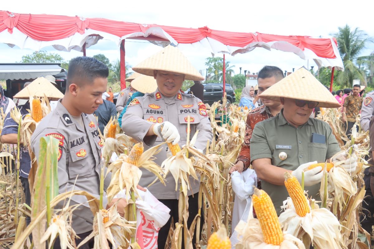 Polres Pasaman Barat panen raya jagung upaya percepatan swasembada pangan