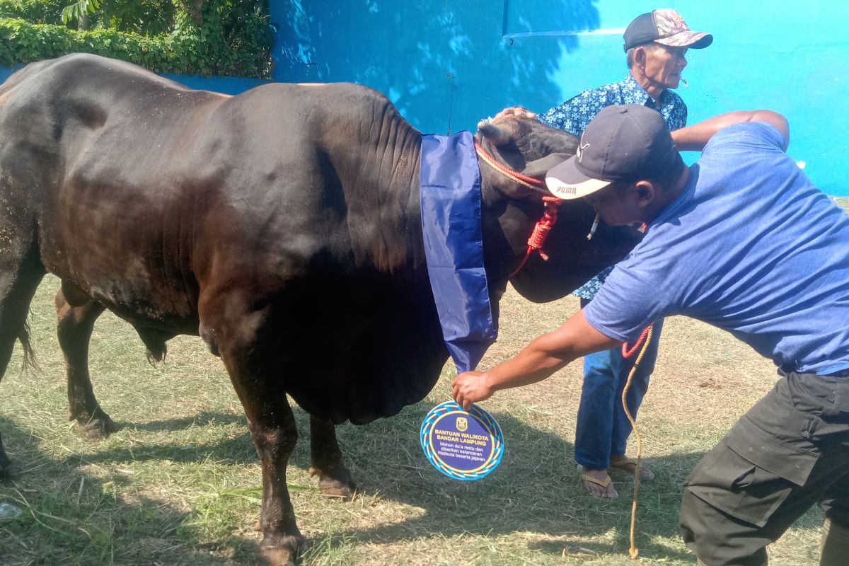 Wali Kota Bandarlampung salurkan 93 hewan kurban ke masyarakat