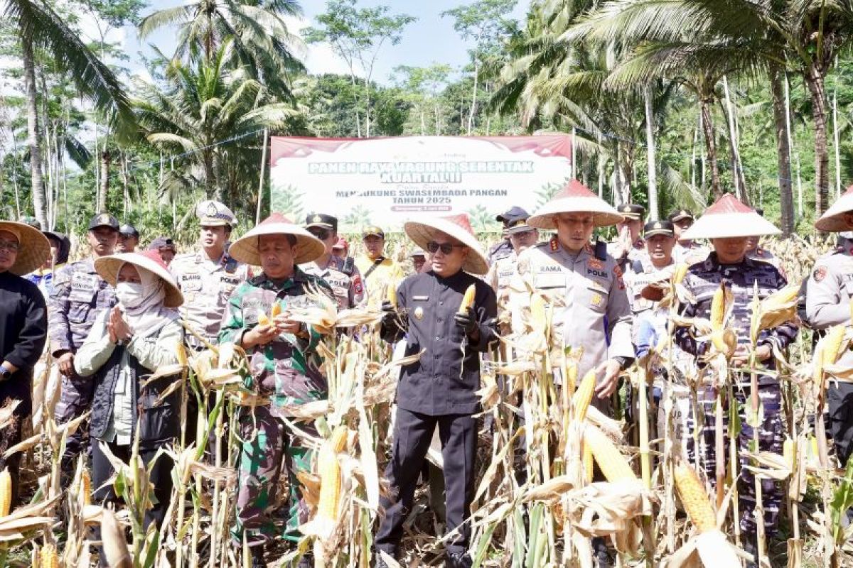 Forkopimda Banyuwangi panen raya jagung 10 hektare