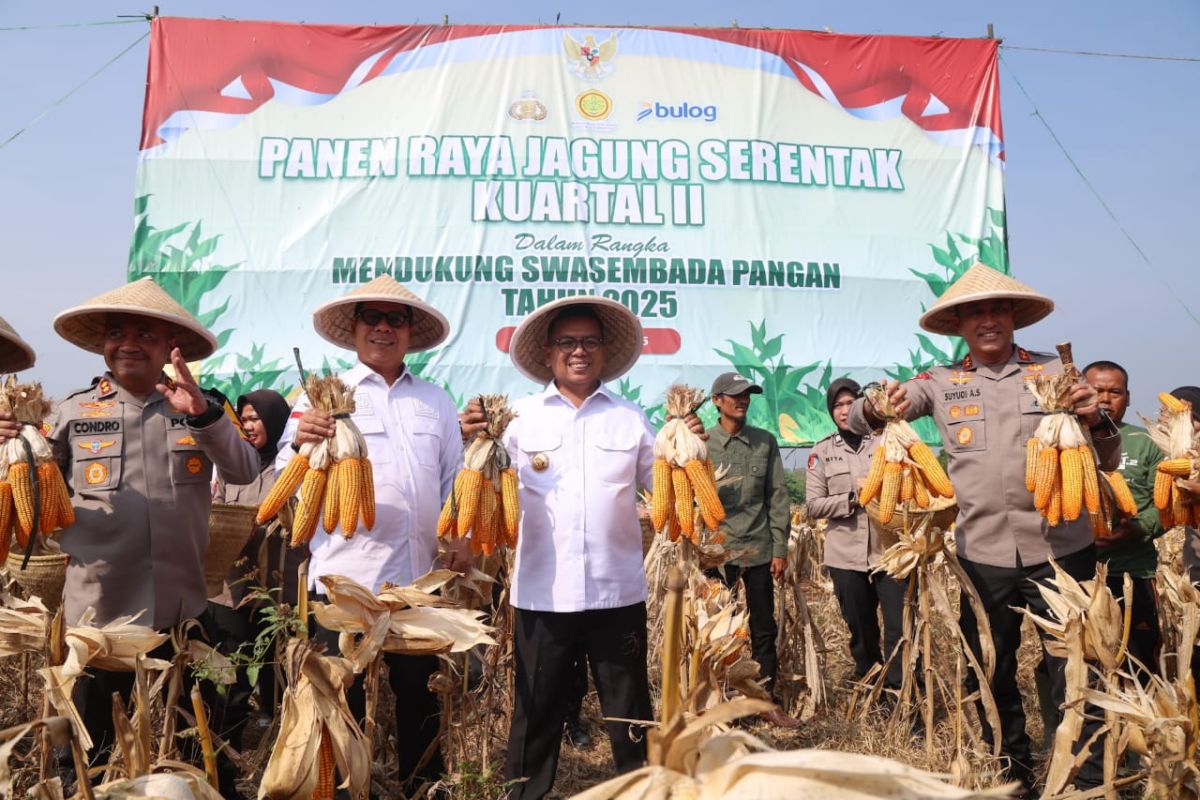 Pemprov Banten tingkatkan produksi jagung hingga 750 hektare