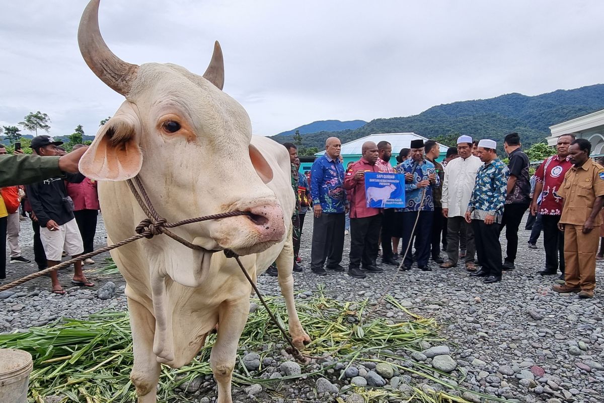 Gubernur Mandacan serahkan sapi kurban bantuan Presiden di Manokwari