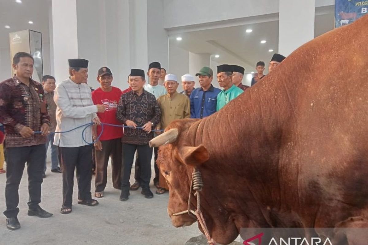 Gubernur Al Haris  serahkan sapi Banmas Presiden Prabowo