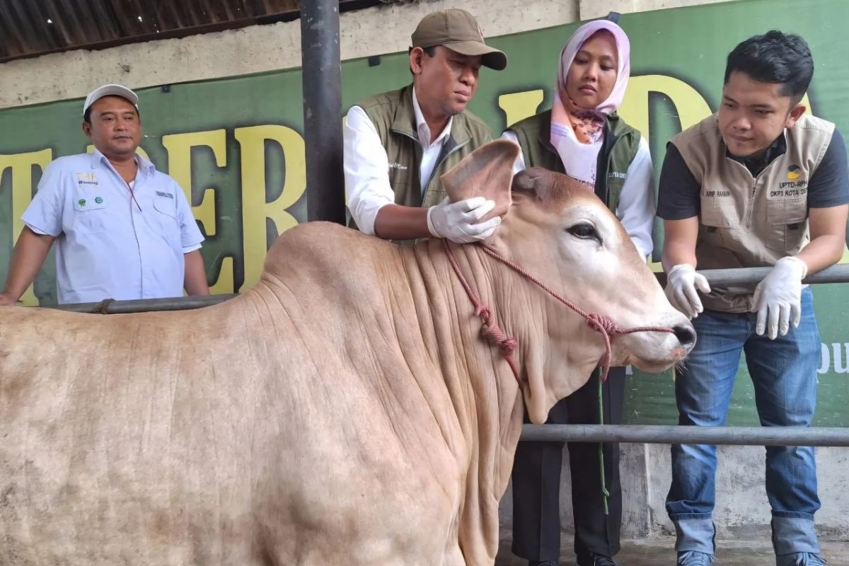 Pemkot Depok temukan 743 hewan tak layak kurban
