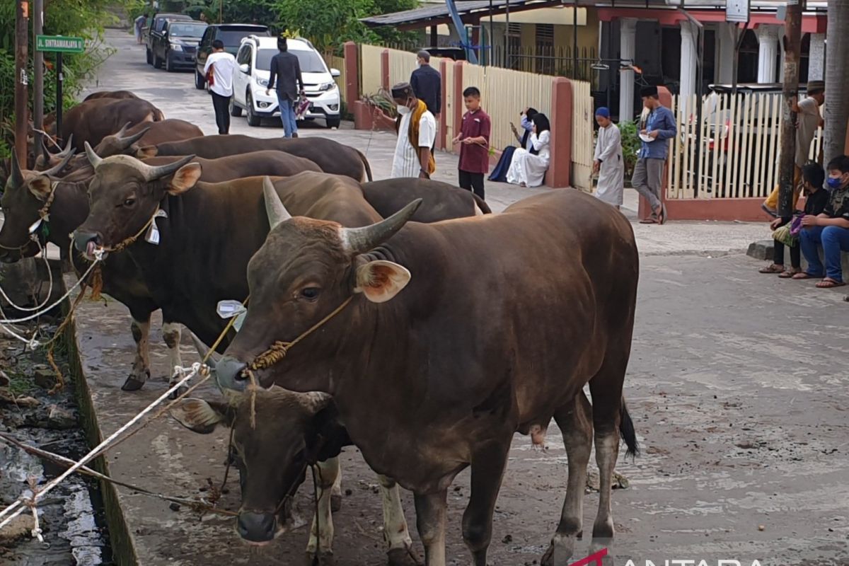 Daya beli masyarakat menurun, pedagang hewan kurban mengeluh