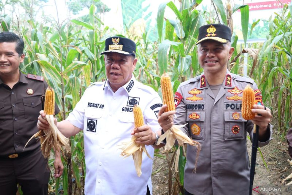Polda Babel panen 11,9 ton jagung hibrida di kebun ketahanan pangan