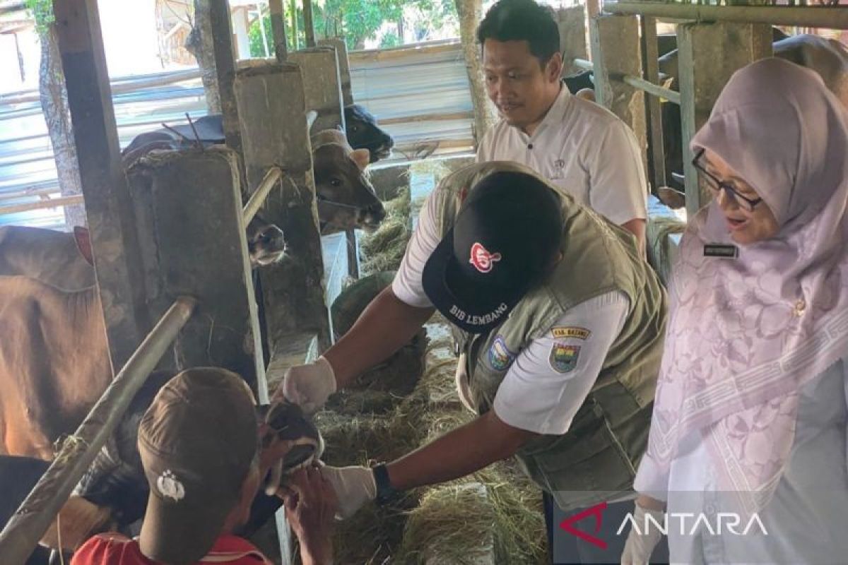 Pemkab  Batang gencarkan pemeriksaan hewan kurban pastikan hewan sehat