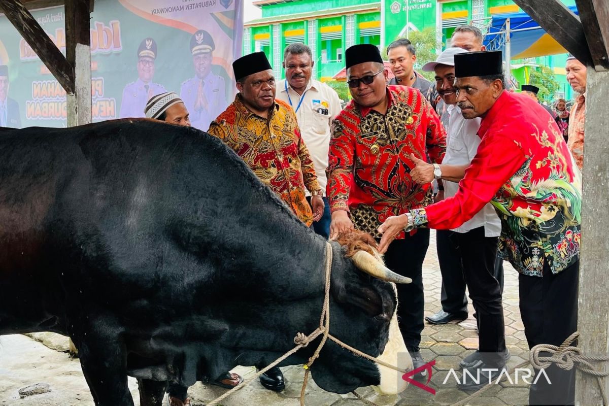 Pemkab Manokwari sumbang 131 sapi kurban
