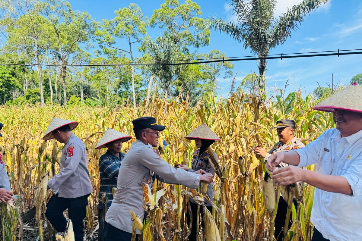 Polisi dan warga gelar panen raya jagung guna dukung ketahanan pangan