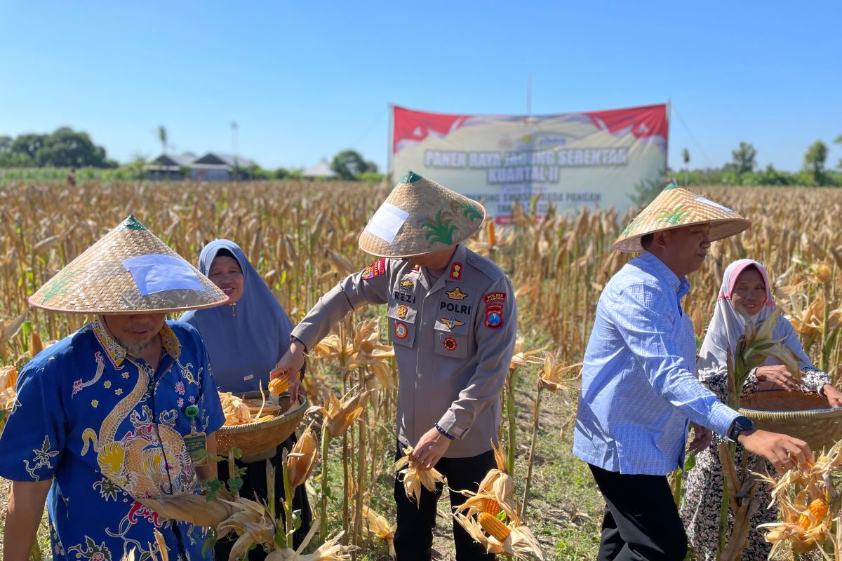 Kapolres Situbondo sebut panen raya komitmen Polri dukung ketahanan pangan