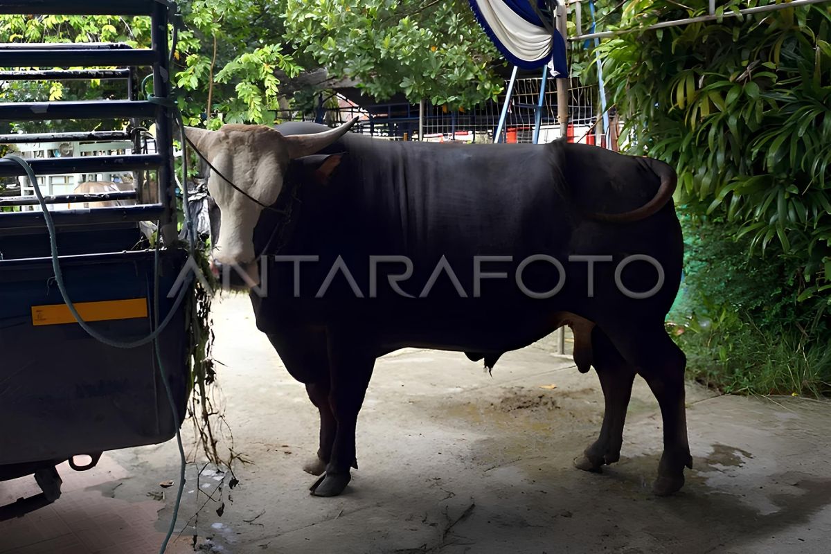 Presiden Prabowo berikan bantuan 18 ekor sapi kurban di Provinsi Sulteng