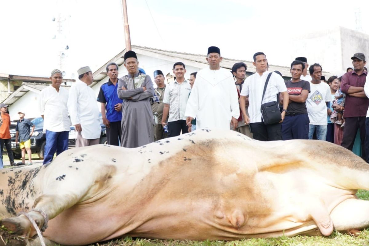 Presiden Prabowo Subianto sumbang sapi kurban 919 kilogram untuk warga Langkat