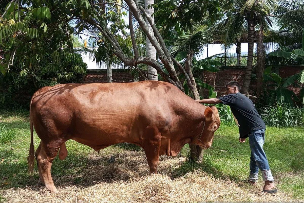 Aceh Besar terima sapi kurban Idul Adha seberat 912 Kg dari Presiden