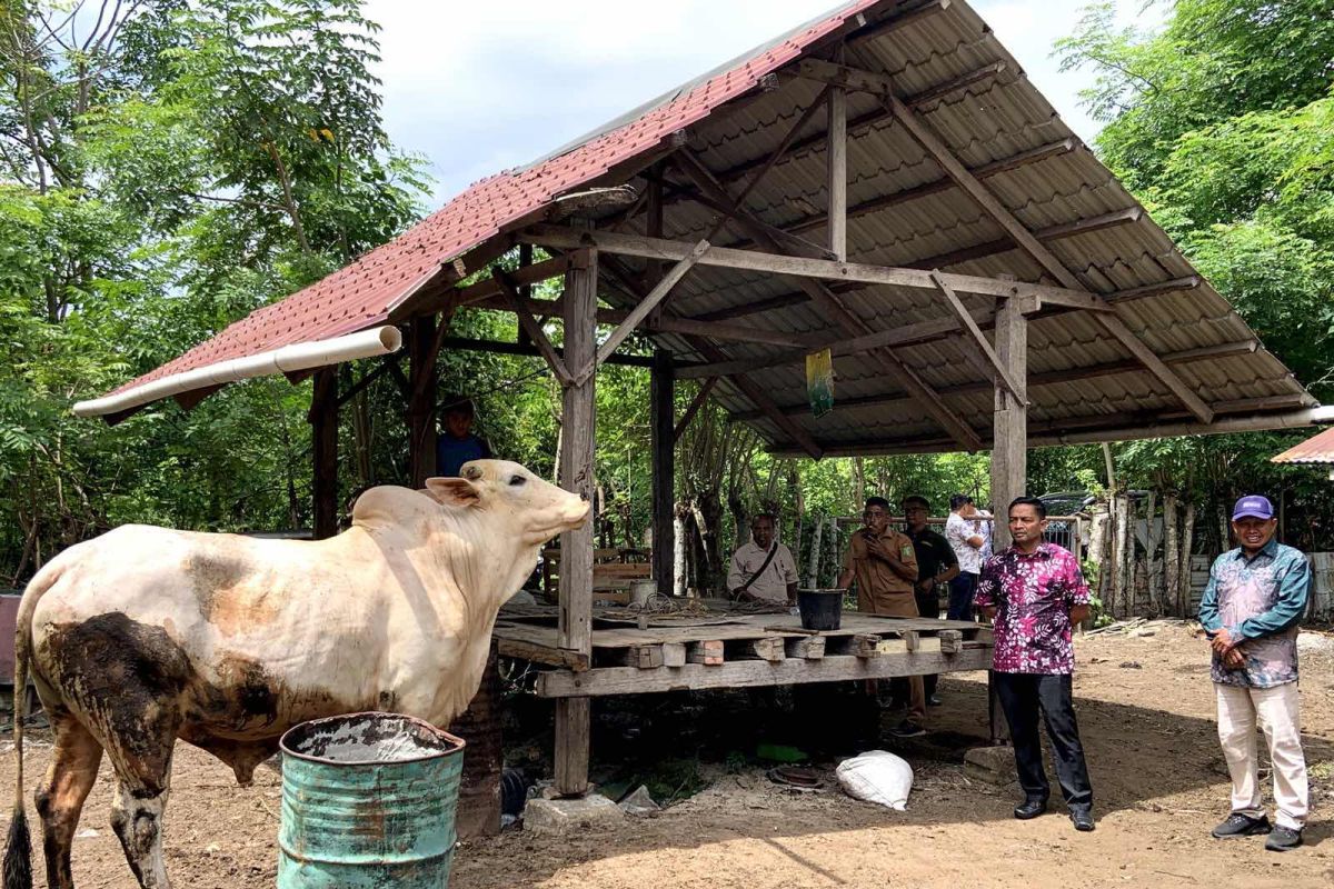 Sabang terima dua ekor sapi kurban jenis Brahman dan Limousin dari Presiden