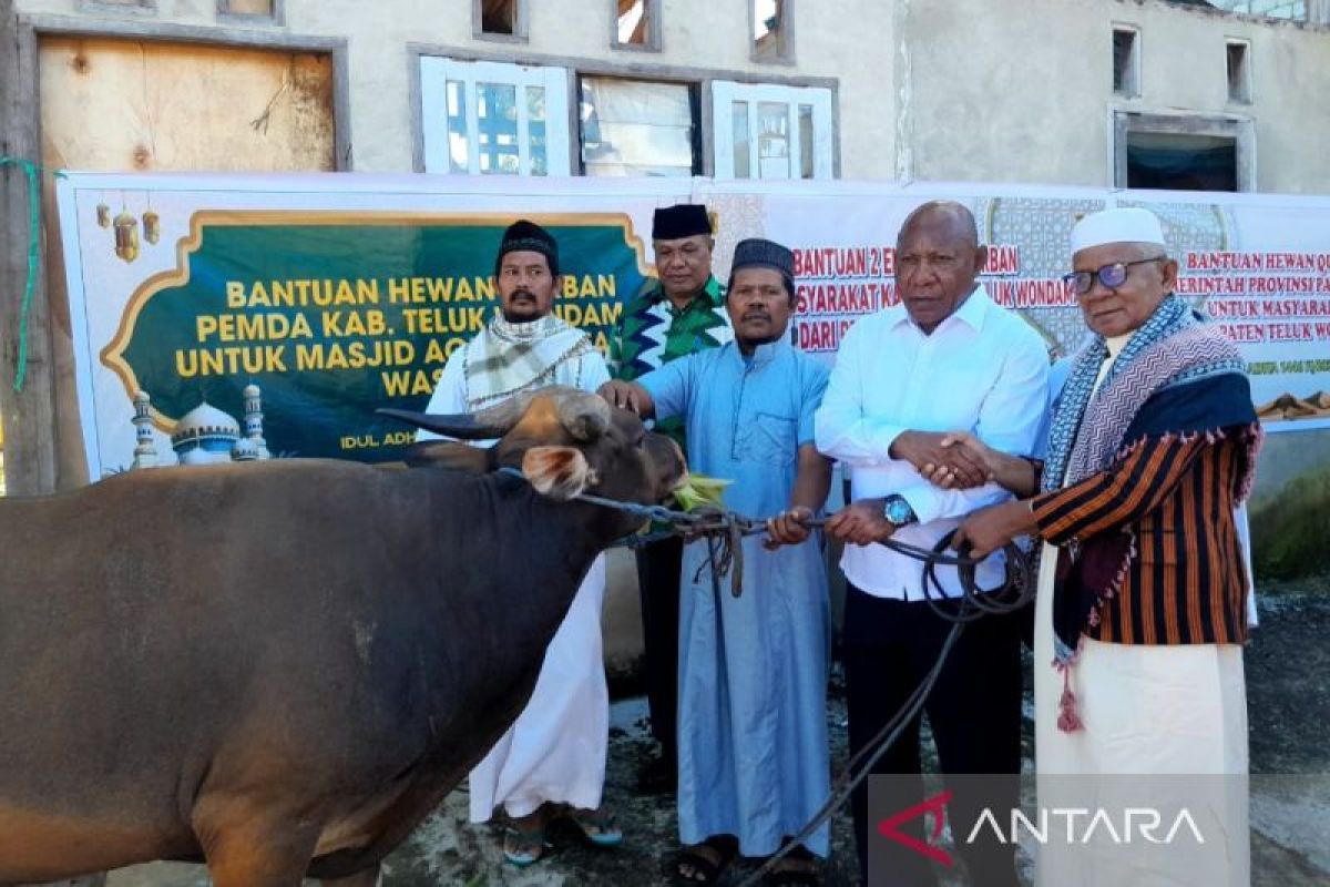 Teluk Wondama salurkan 8 sapi kurban pada Idul Adha