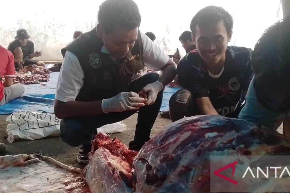 Pemkab Jayawijaya pastikan kesehatan hewan kurban 18 titik baik