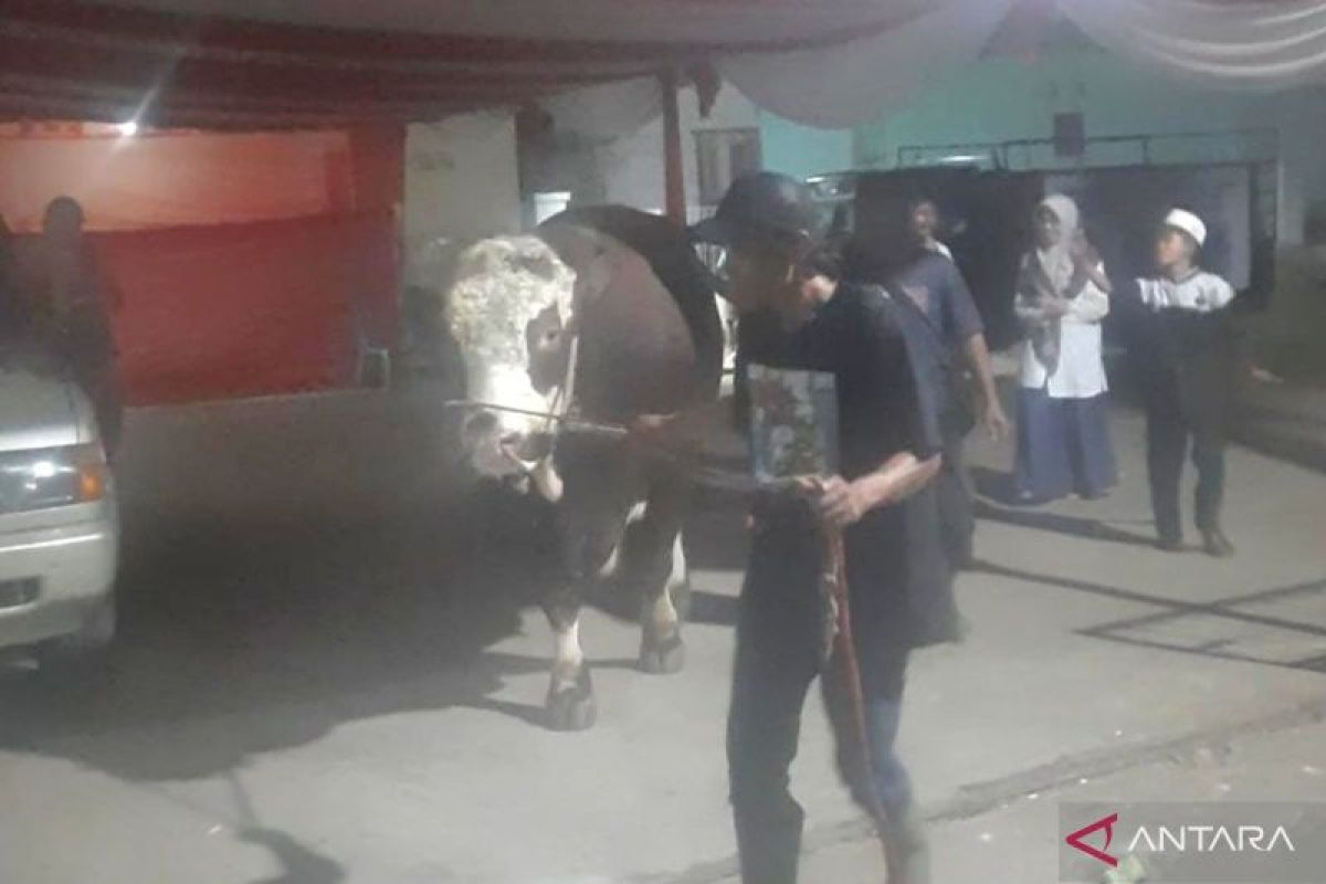Kabupaten Bekasi terima tiga ekor sapi kurban dari Presiden Prabowo