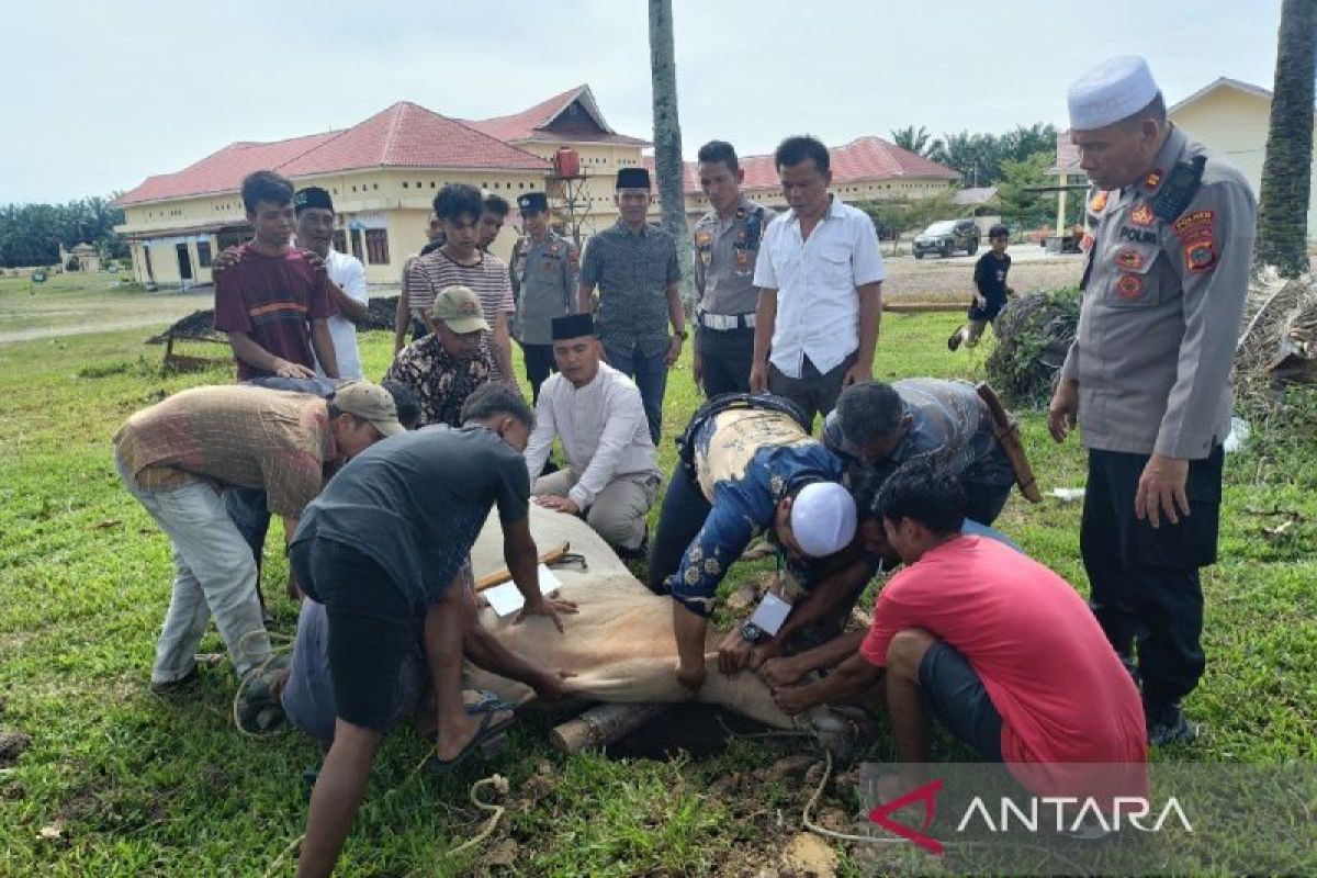Polres Padang Lawas sembelih empat ekor sapi kurban