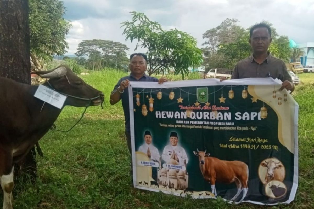 Pemprov Riau salurkan 131 ekor sapi kurban sumbangan ASN dan Riau Petroleum