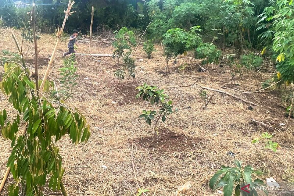 Dispertan Garut meminta petani untuk tanam palawija saat kemarau