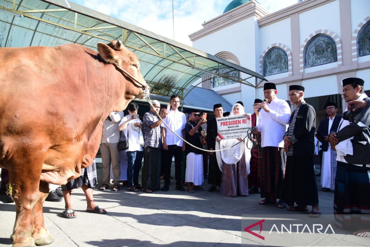 Sapi bantuan Presiden diserahkan ke Masjid Baiturrahim Gorontalo