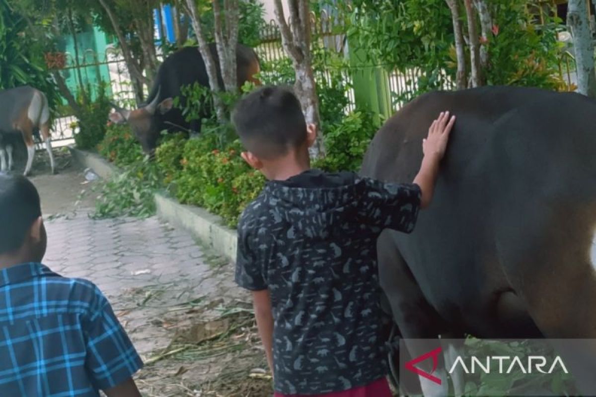 PHBI Biak Numfor himpun 143 hewan kurban pada Idul Adha