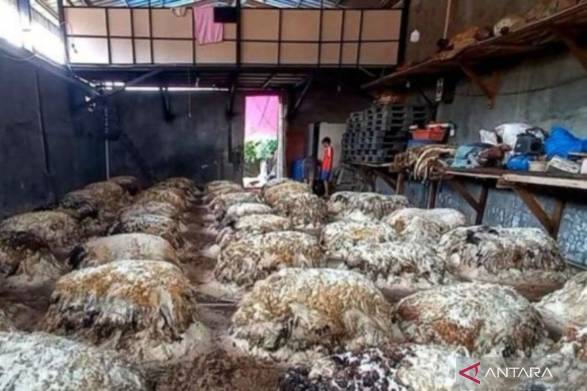 Idul Adha datangkan rezeki pengepul kulit hewan kurban di Bekasi