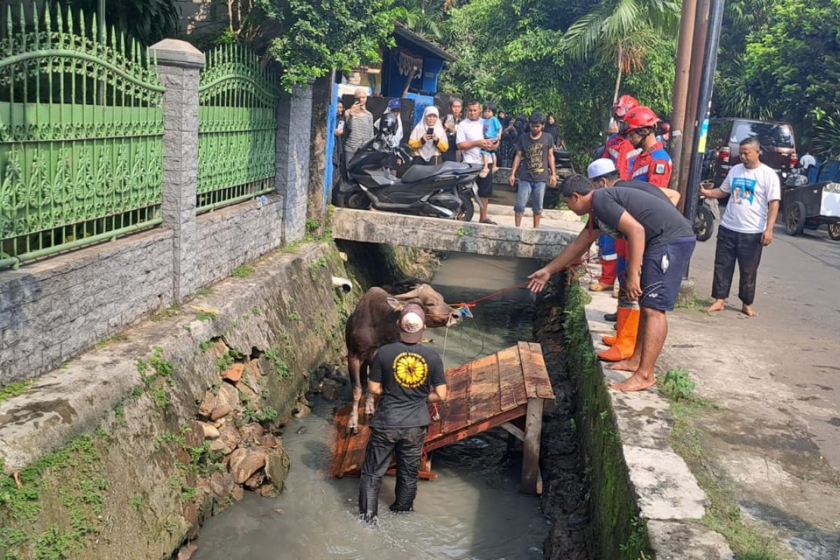 Damkar evakuasi sapi kurban yang jatuh ke selokan