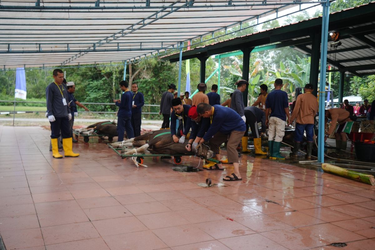 Kilang Pertamina Dumai salurkan 98 hewan kurban