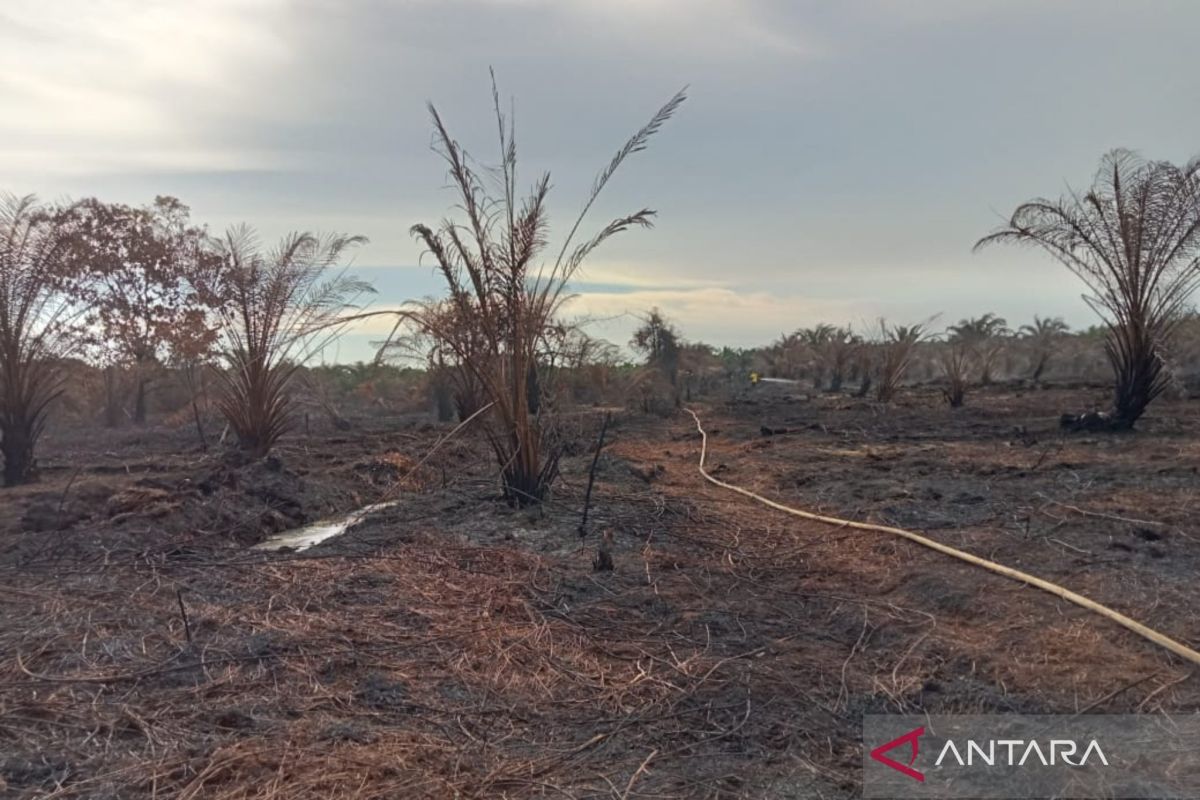 Hujan padamkan kebakaran lahan gambut di Mukomuko
