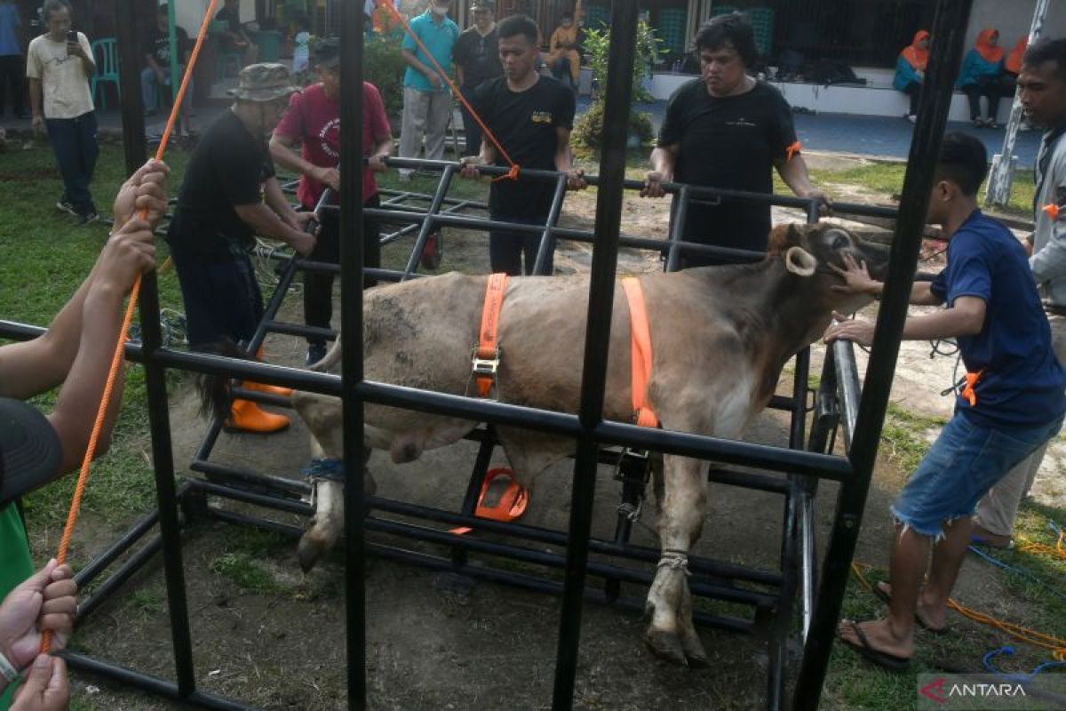 Warga Tanah Datar meninggal dunia ditendang sapi kurban