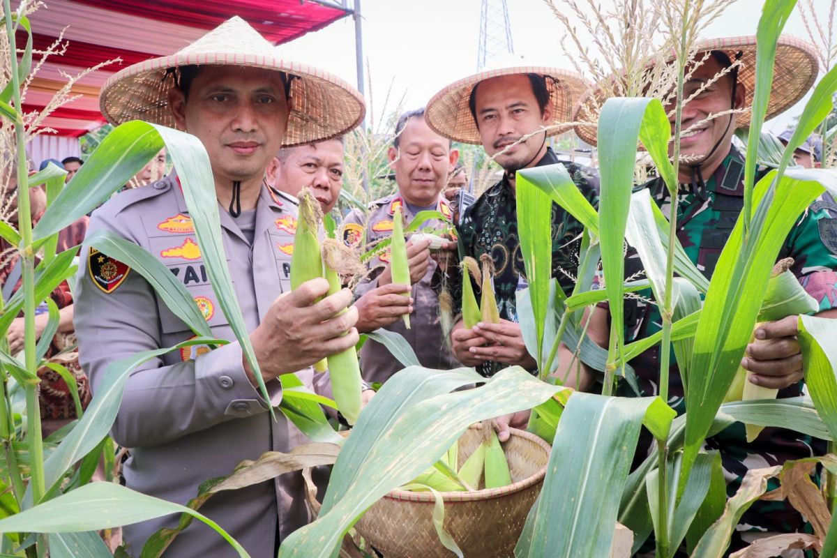 Petani jagung Tangerang mengaku hasil panen bersama polisi banyak di pesan