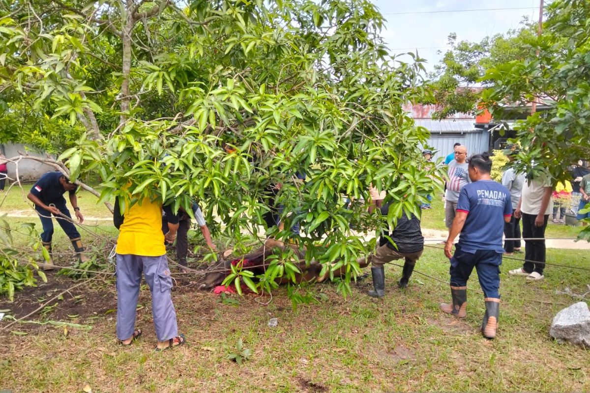 Damkar BPBD Belitung evakuasi sapi kurban yang mengamuk