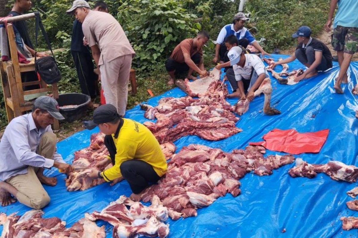 Kurban meningkat, ribuan berkah mengalir dari Pondok Tahfizh Menara Sembilan