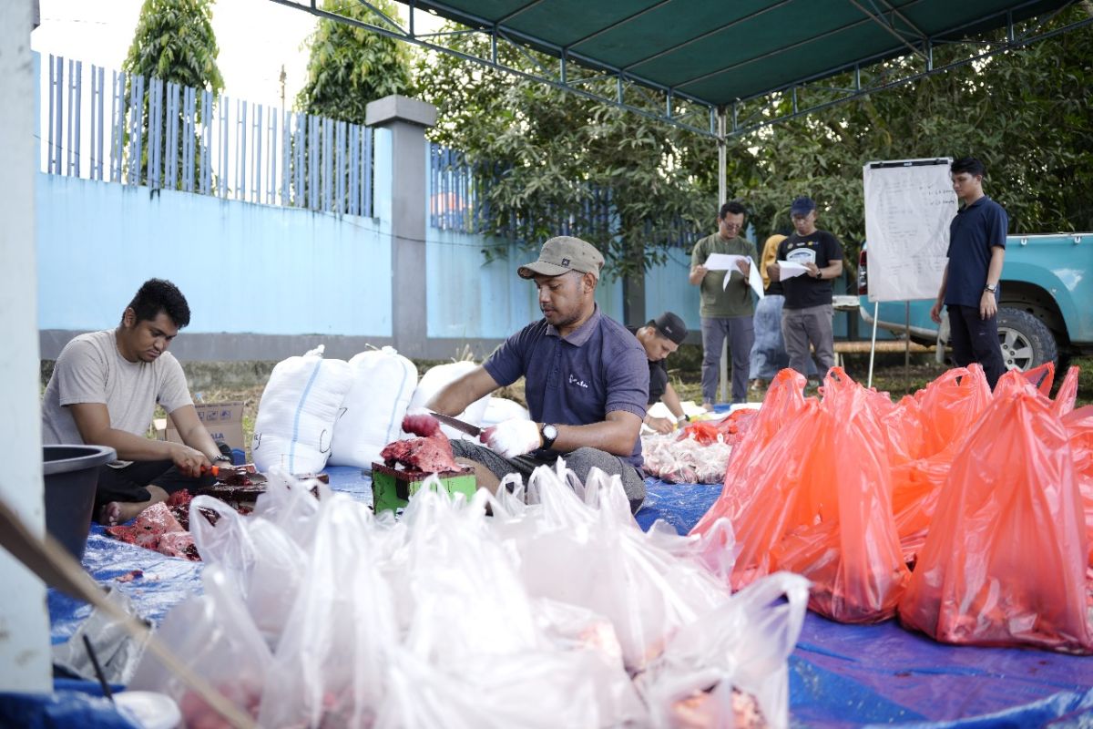 PLN bagikan 35 hewan kurban lima daerah di Tanah Papua