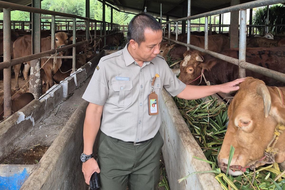Ministry supervises distribution of RI President's sacrificial cattle