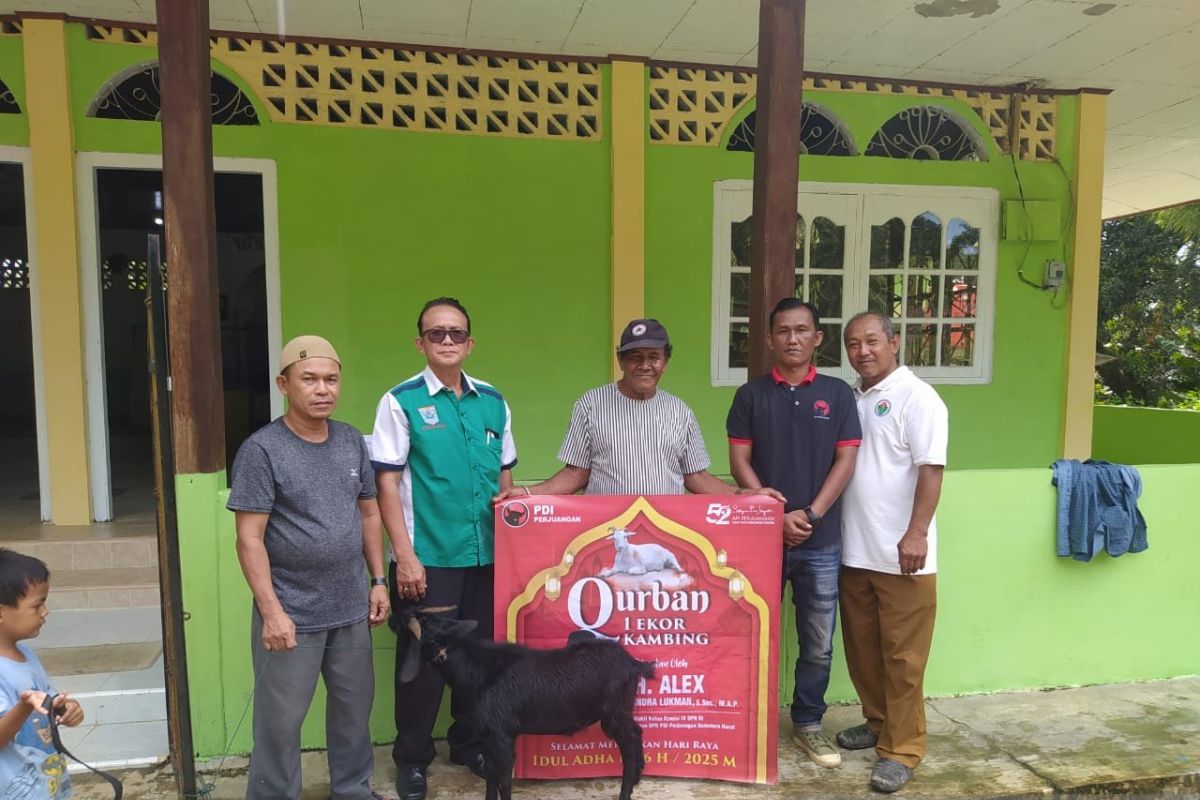 Idul Adha 1446 H, Alex Indra Lukman Tebar 21 Hewan Kurban di Mentawai, Wujud Kepedulian Nyata Wakil Rakyat