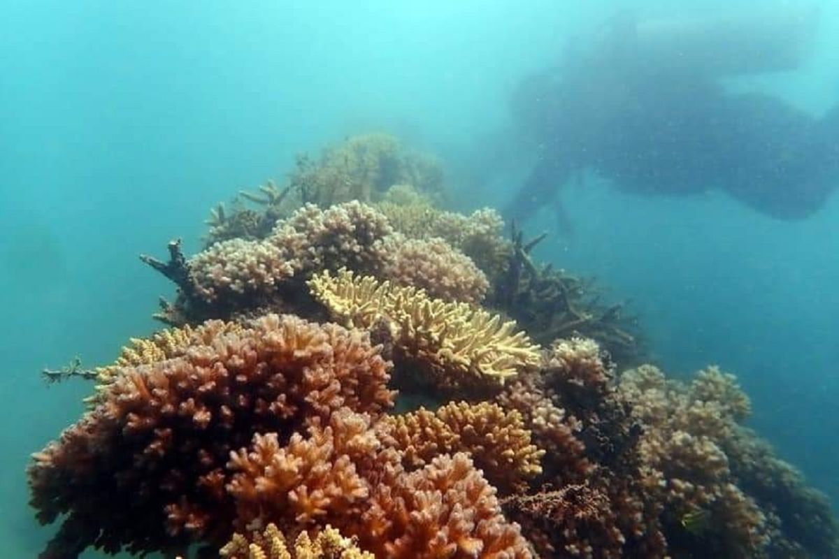 Ekosistem laut terjaga, PT Timah laksanakan penambangan berkelanjutan untuk kesejahteraan masyarakat