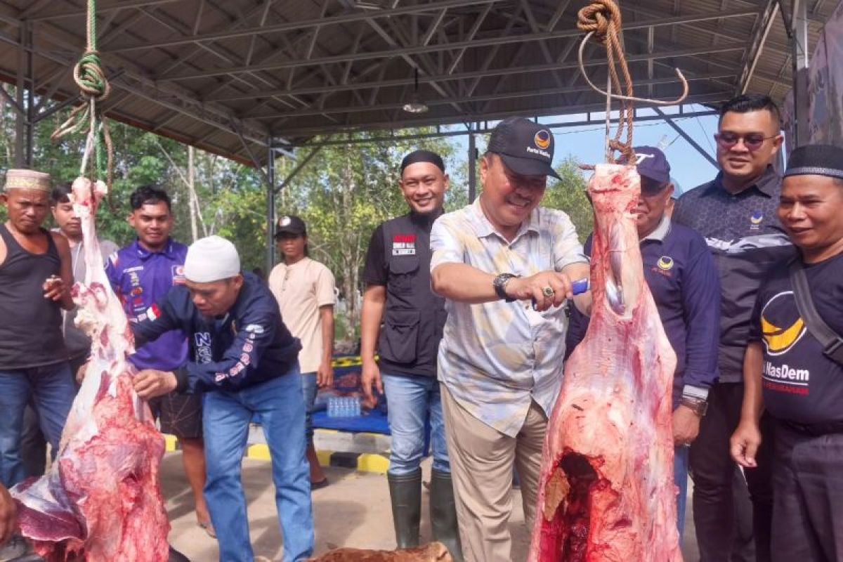 DPD Partai Nasdem Tabalong salurkan sapi kurban bagi masyarakat