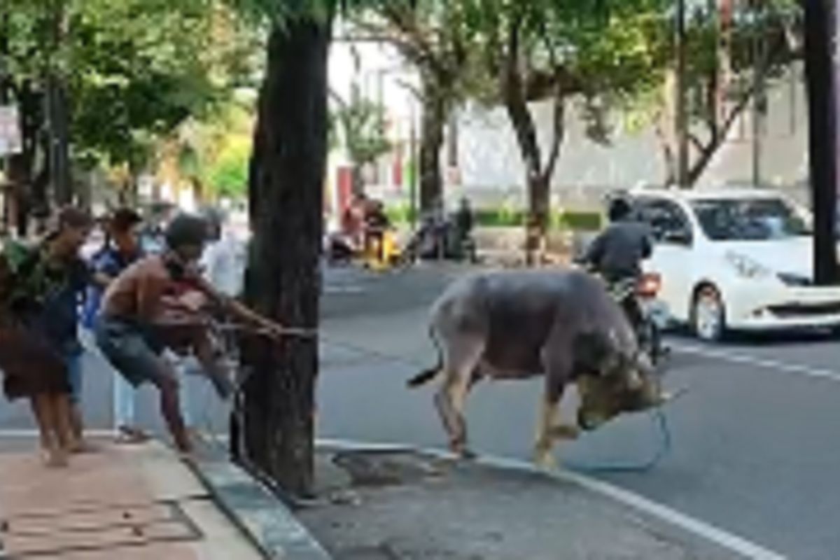 Panitia diminta pastikan tali pengaman hewan kurban di Kudus